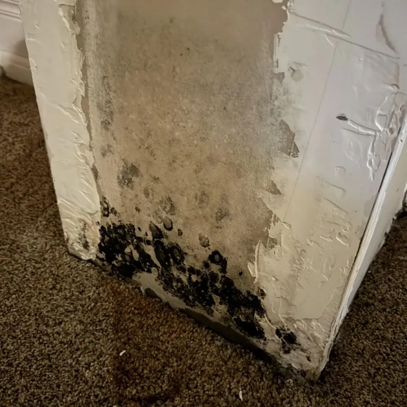 Professional Mold Removal in Dumas, TX